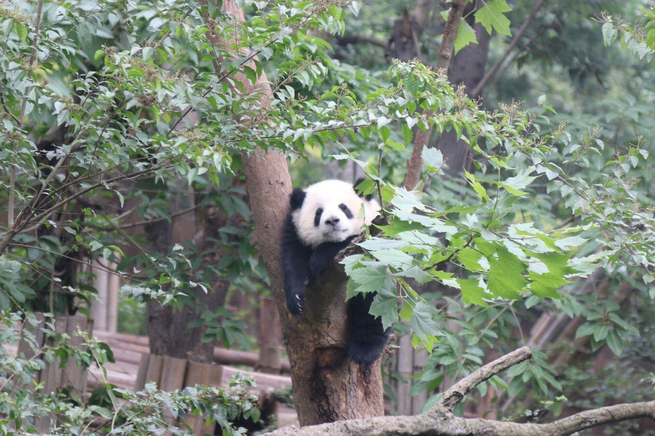 Best Places to See Giant Pandas in China