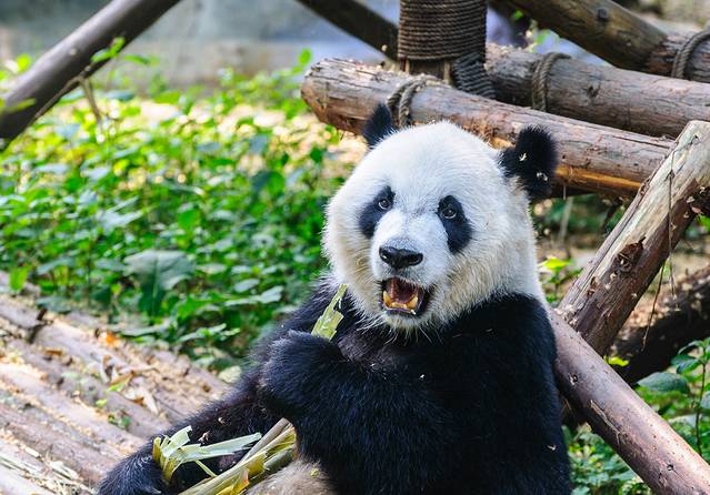 Panda Zoos in Europe and Oceania