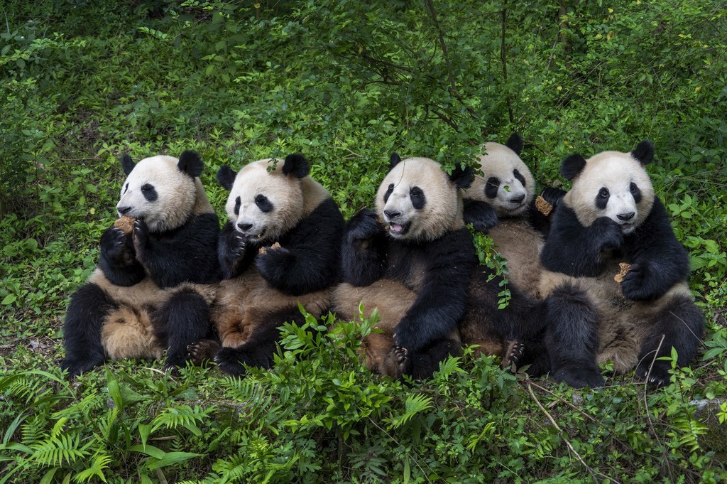 14 Days China's Platinum Triangle Tour