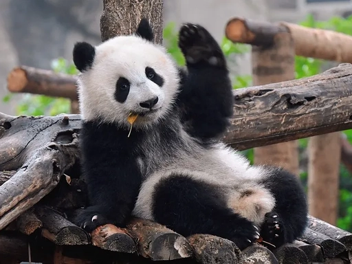 6 Days Sichuan Tour to Leshan & Mt. Emei
