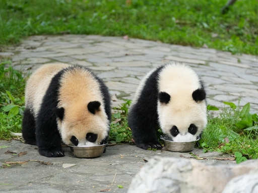 12 Days China Panda Tour
